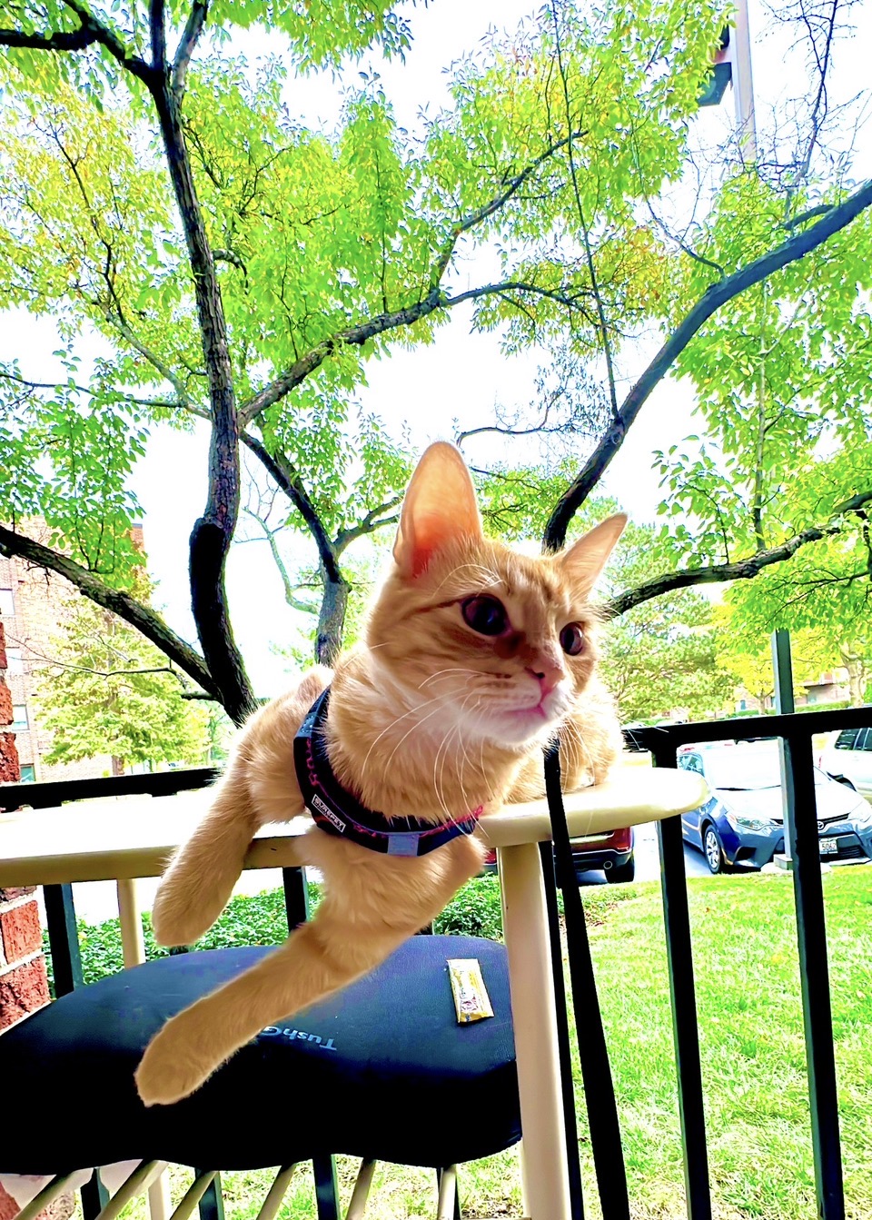Eva wearing a harness outdoors