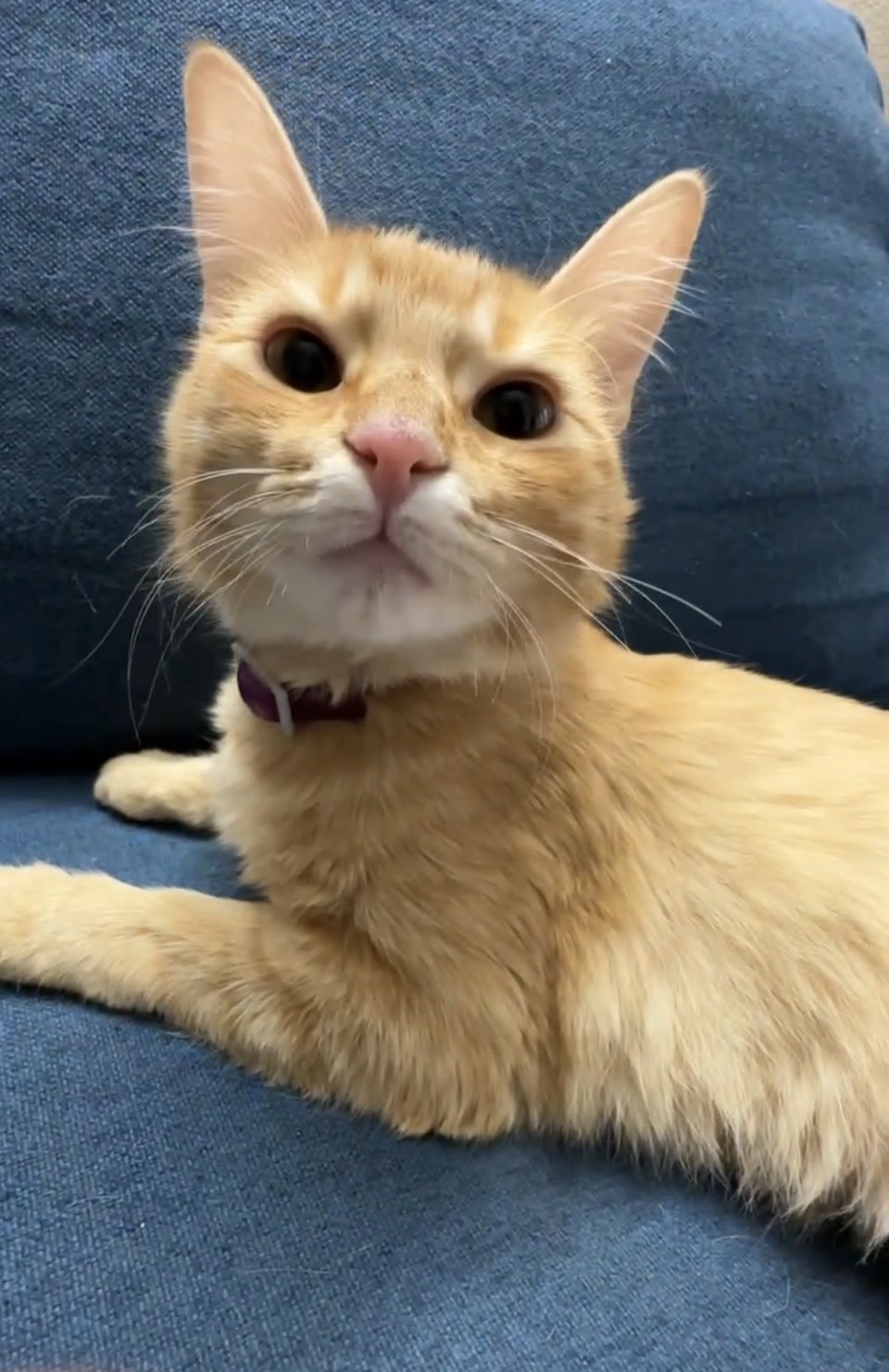 Eva, an orange cat, looking toward the camera