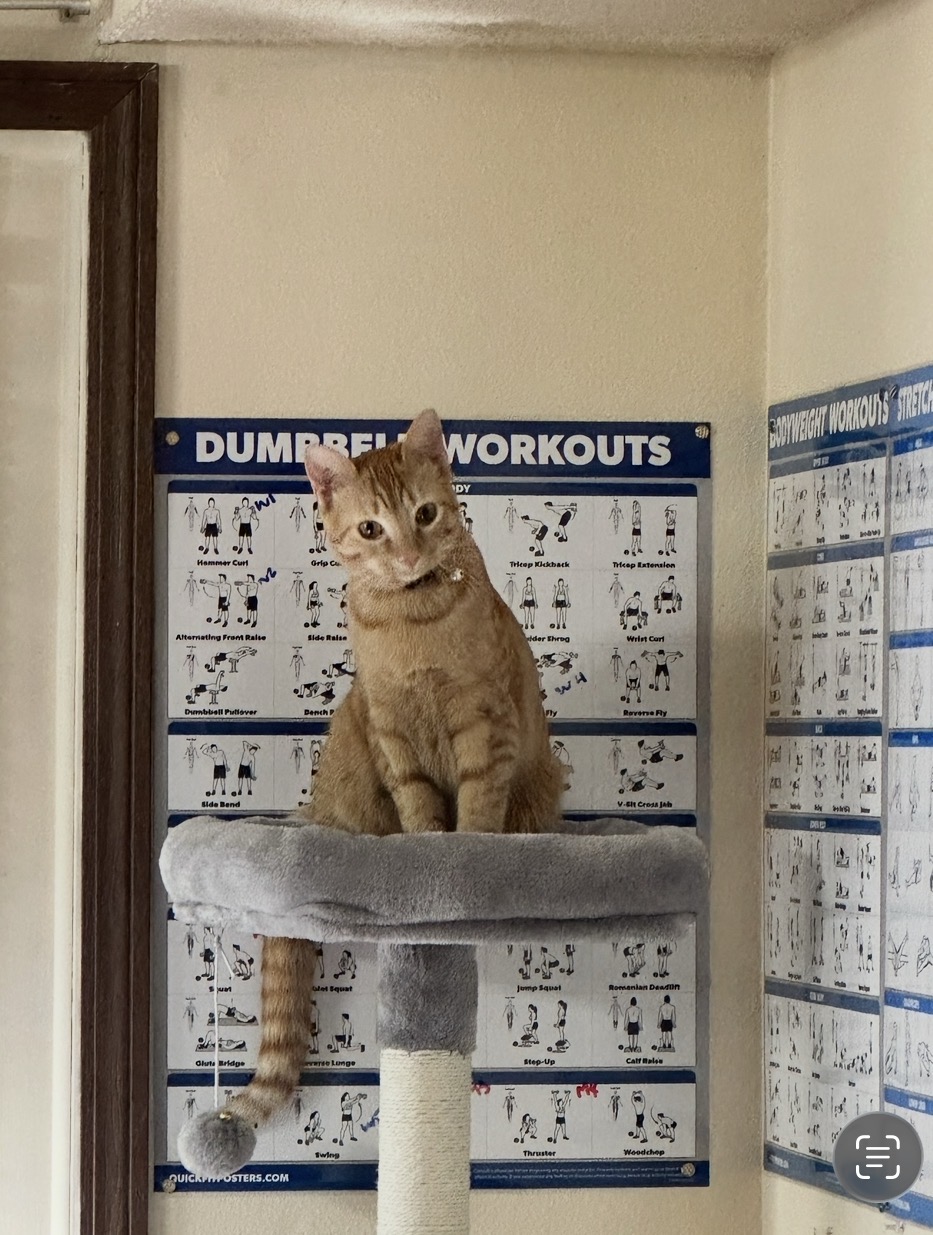 Wall-E sitting on his cat tree