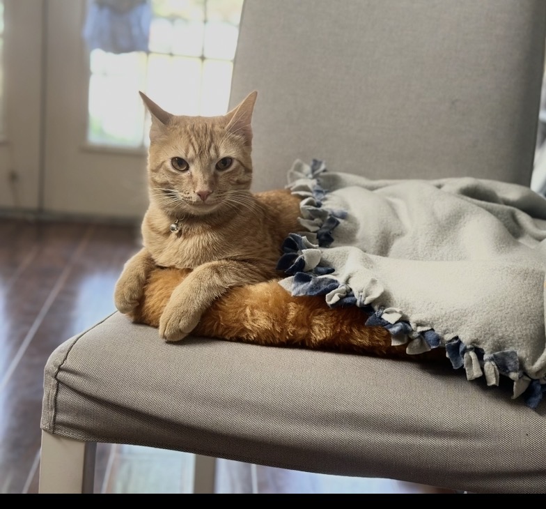 Wall-E, an orange tabby cat, relaxing with his paws crossed