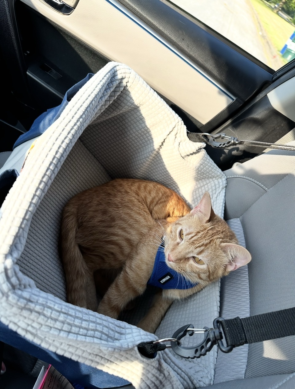 Wall-E wearing a harness in a secured travel bed inside a car
