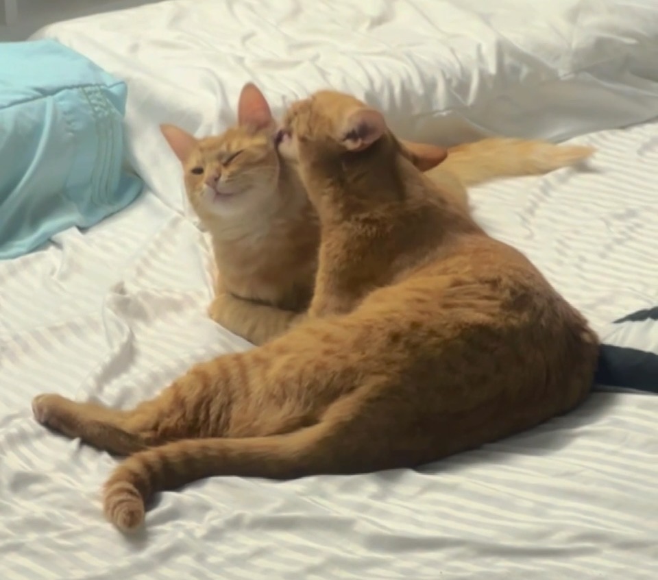 Wall-E and Eva, two orange cats, relaxing together